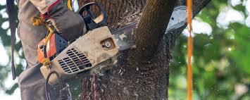  Keizer, OR Tree Services Pros