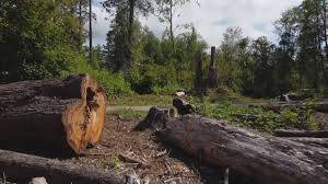 Best Tree Risk Assessment  in Keizer, OR