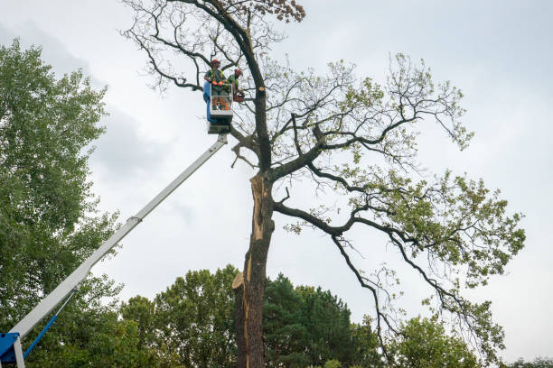 Trusted Keizer, OR Tree Services Experts